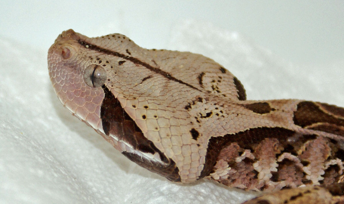 Gaboon Viper.jpg [176 Kb]